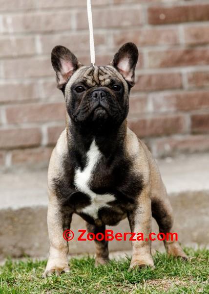 Francuski buldog mladi muzjak