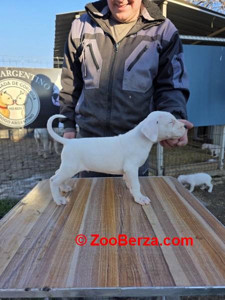 Dogo Argentino stenci