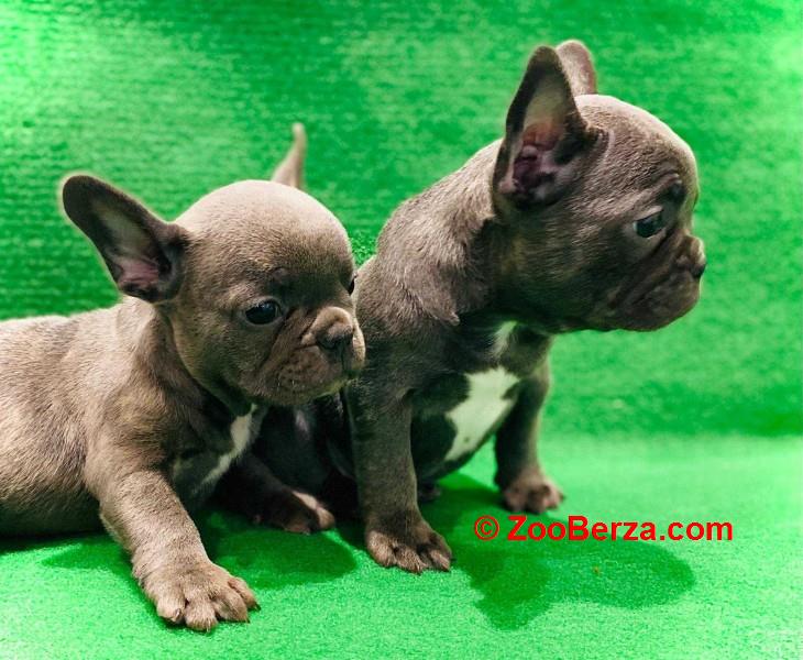 Francuski buldog štenci egzotične plave boje