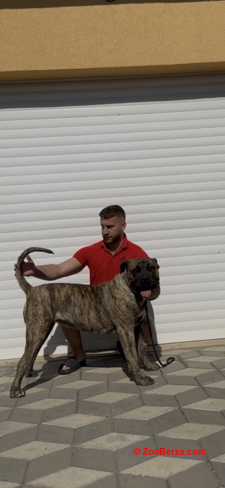 Presa Canario ženka