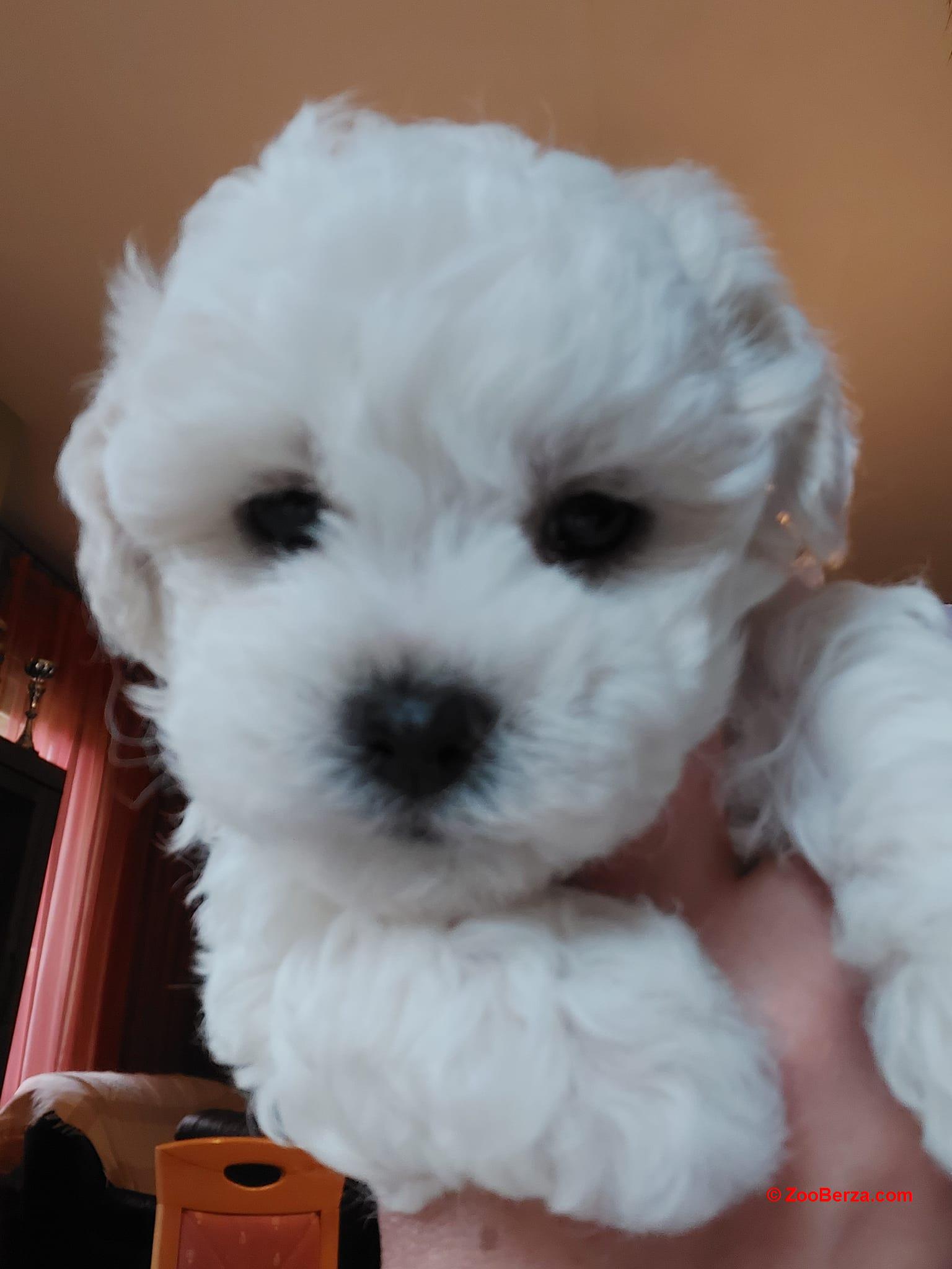 Coton de tulear