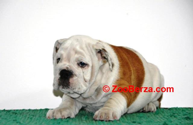 Engleski Buldog 