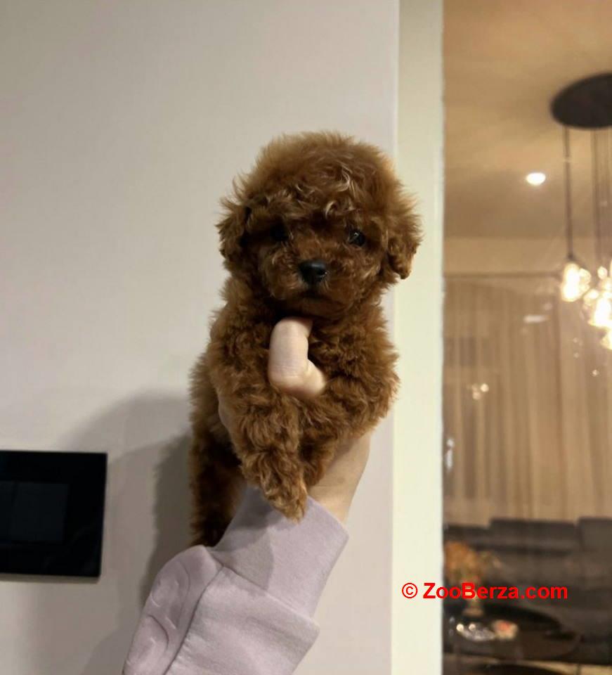 Najmanje pudle, od najlepsih roditelja u Evropi  