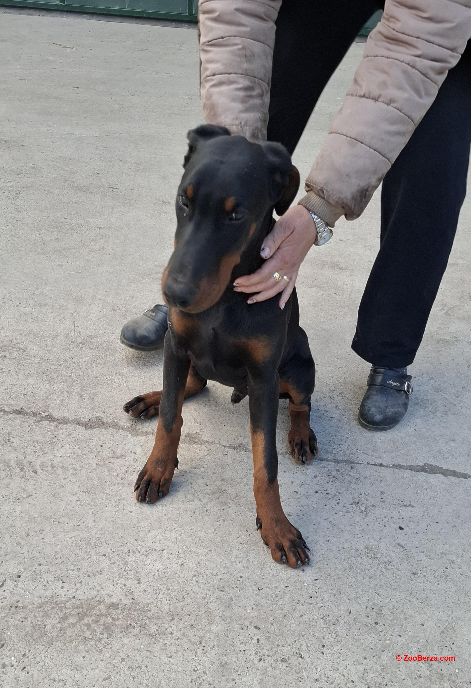 Doberman