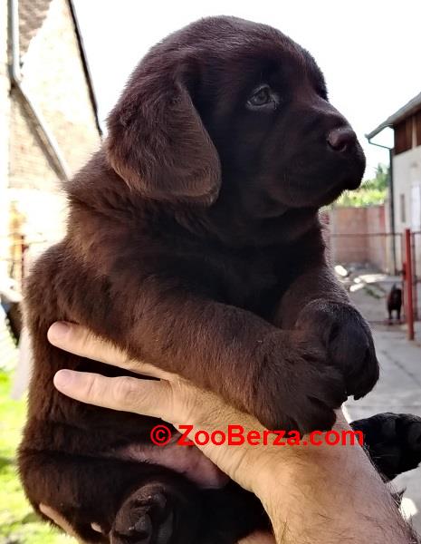 Čokoladni  štenci labrador retrivera 