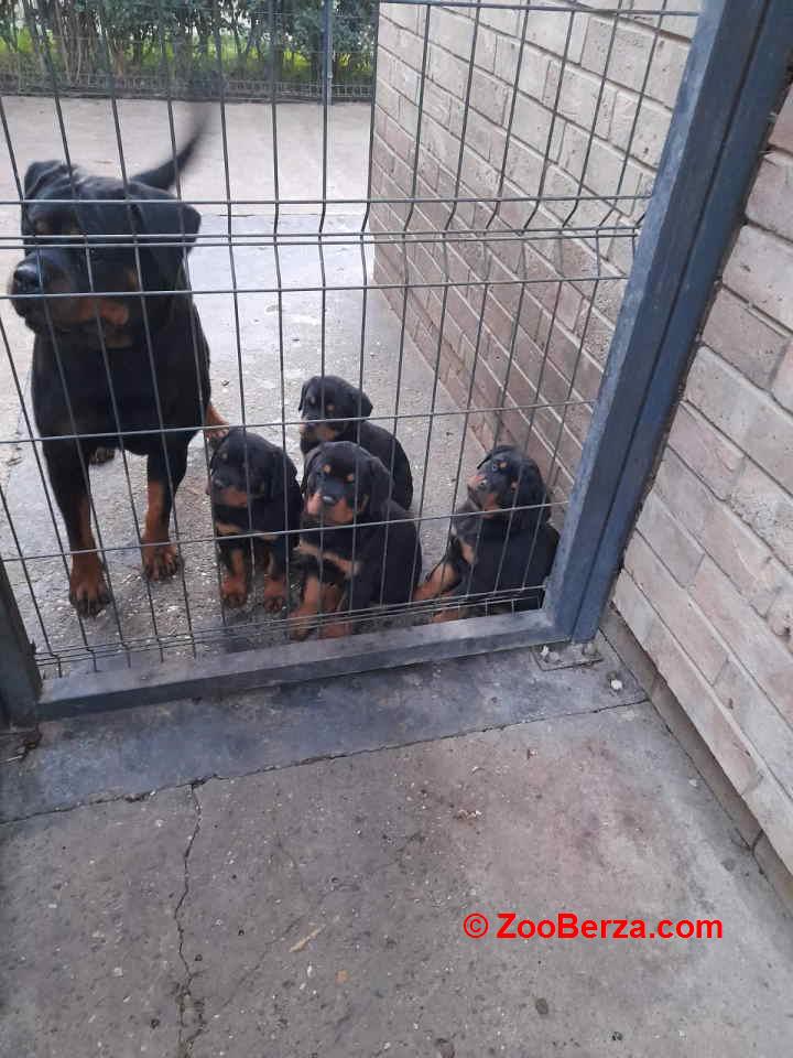 Prelepa štenad Rotvajlera, 2 meseca 