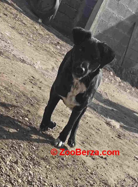 Mlado štene crne mešanke, udomljavanje!