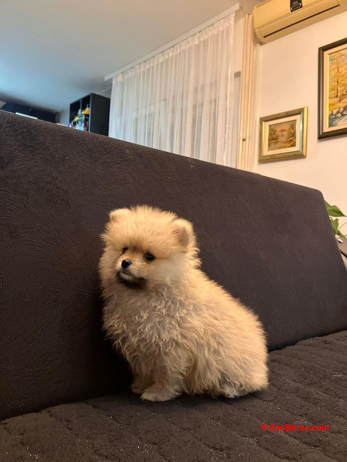 Štenci pomeranskog špica