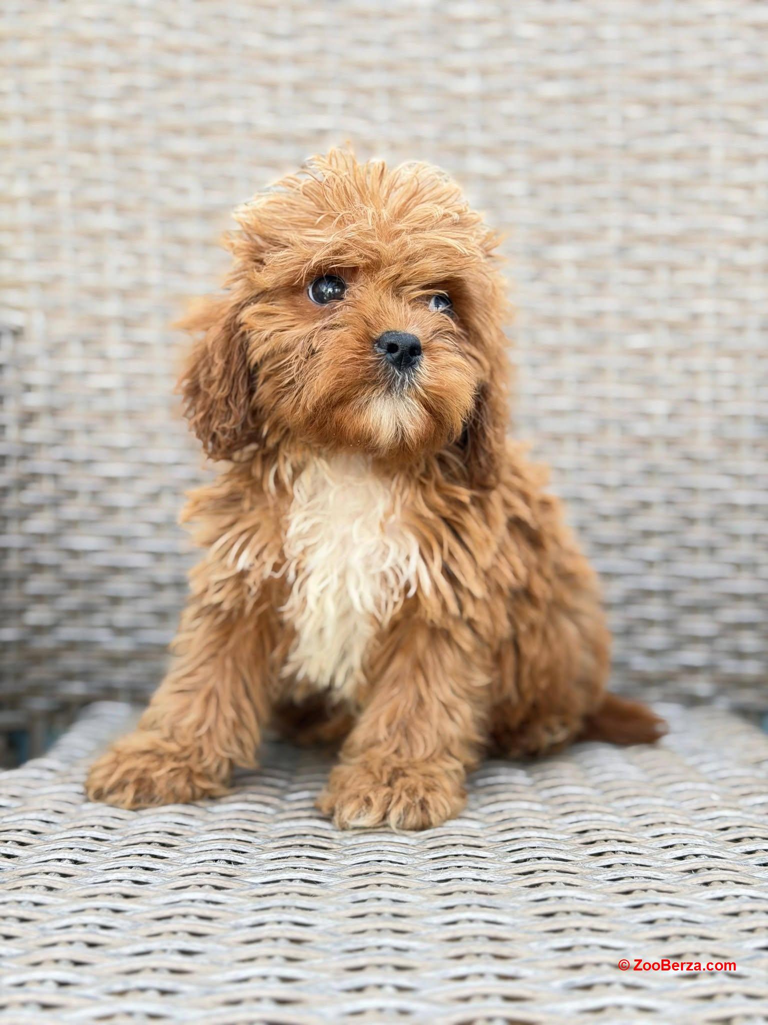 Cavapoo-Kavapu (cavalier king charles spaniel + pudla)