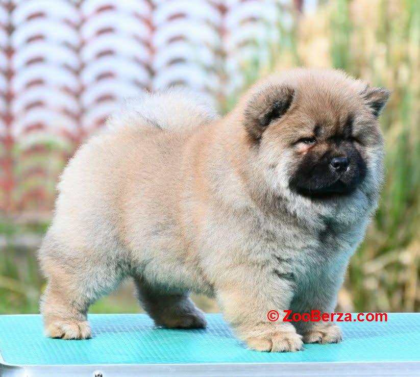 Chow Chow Cau Cau Čau Čau