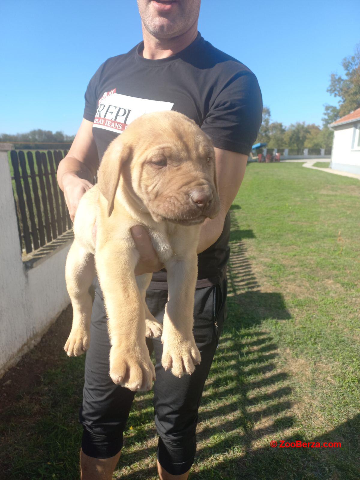 Presa Canario prelepi štenci