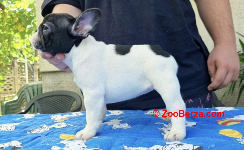Francuski buldog štenci