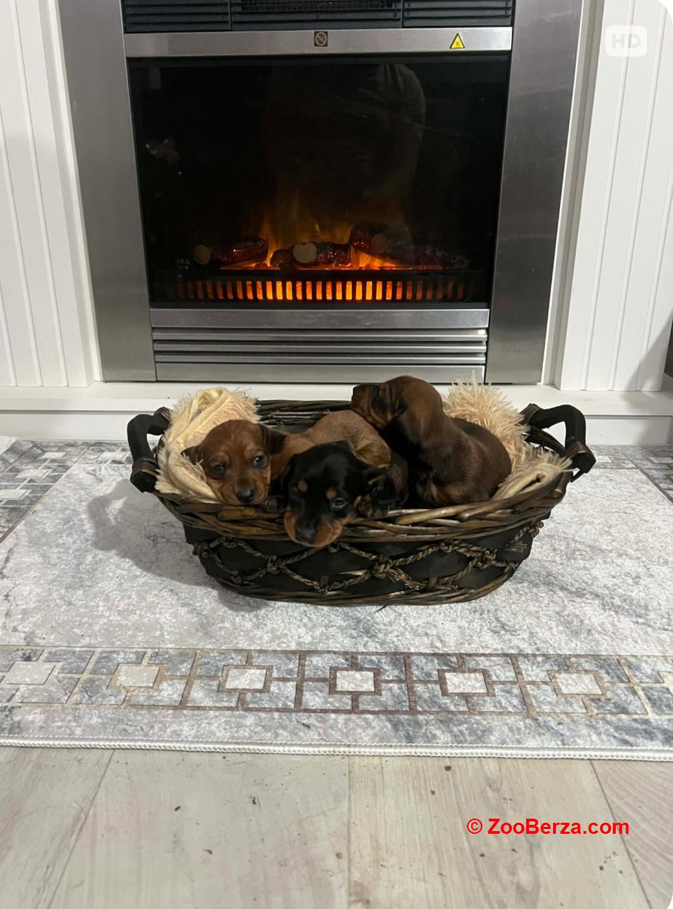 Patuljasti jazavičari kratkodlaki 