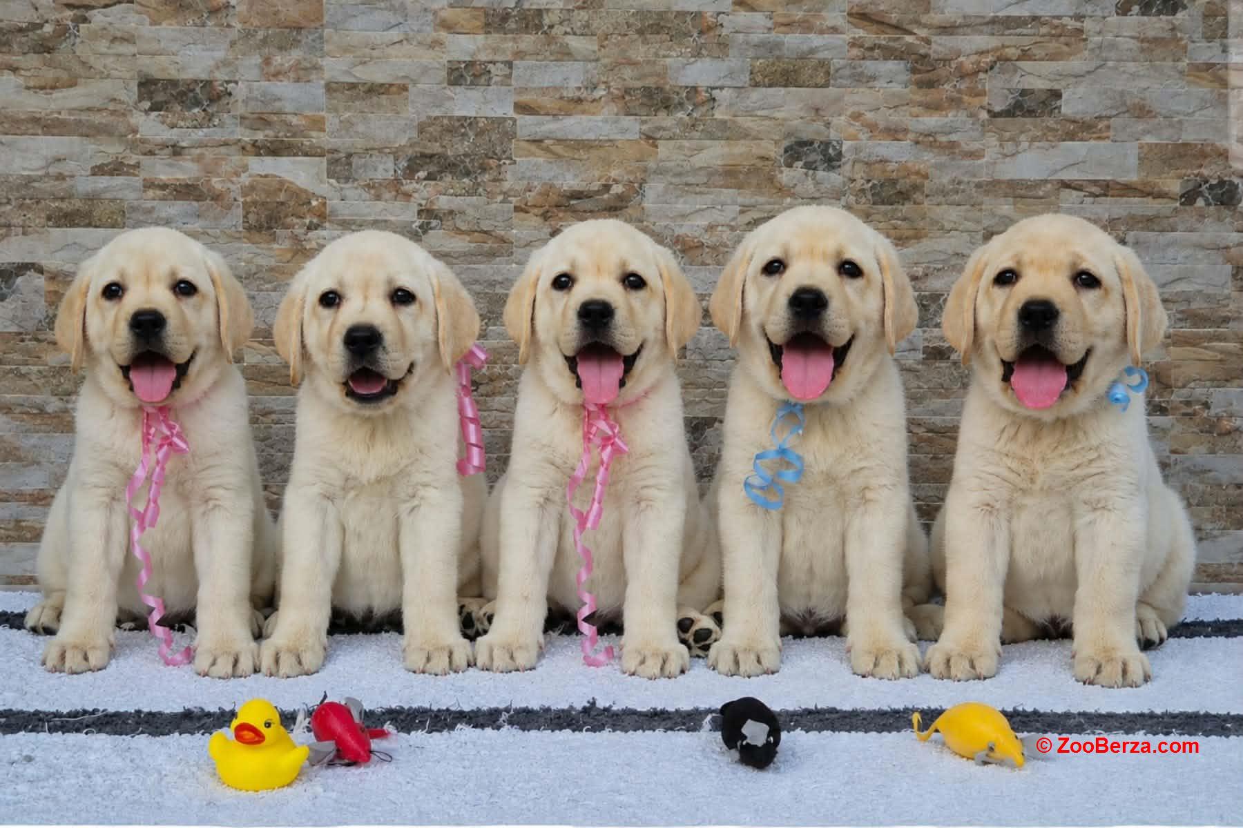 Labrador retriver štenci, prelepi 