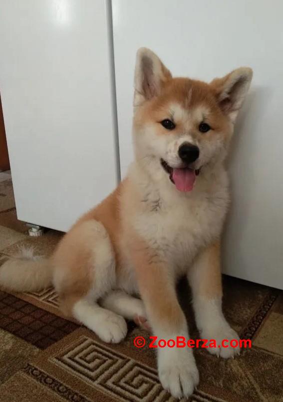 Akita inu i Shiba Inu štenci