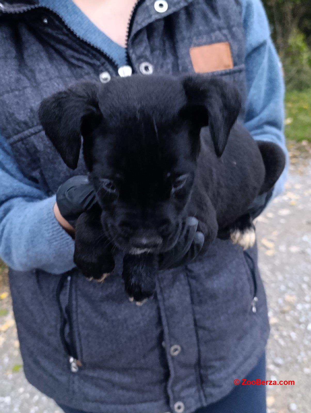 Cane corso,štene -dostava 