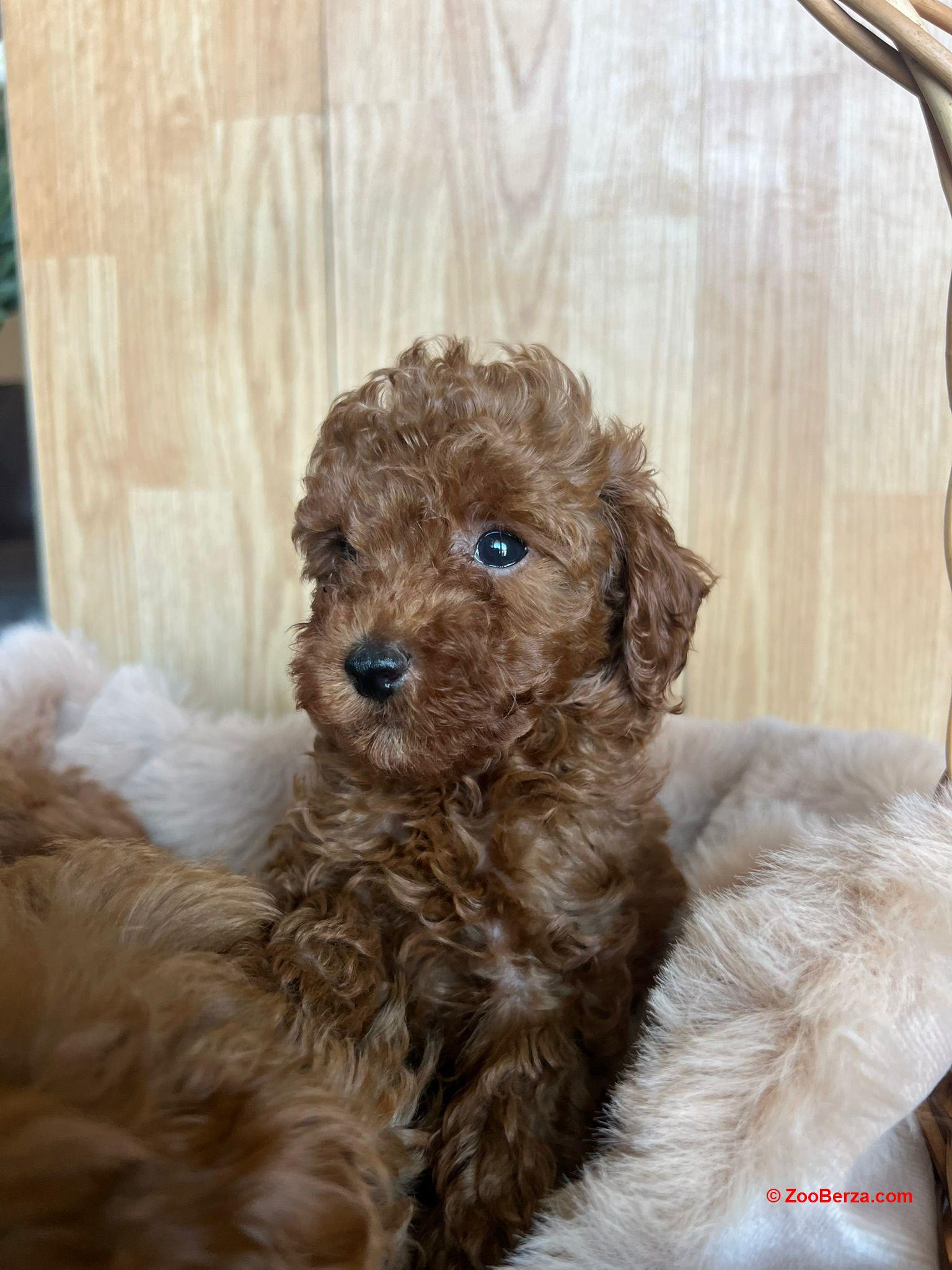 Toy Pudla prelepi štenci