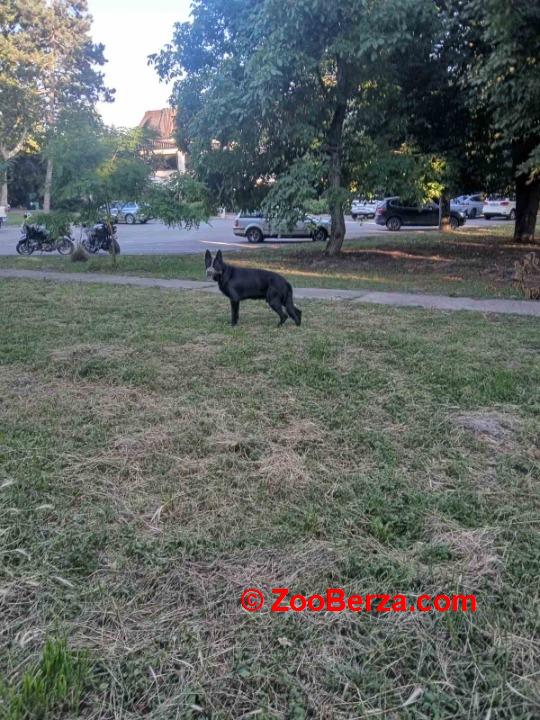 Nemački ovčar crni štenci