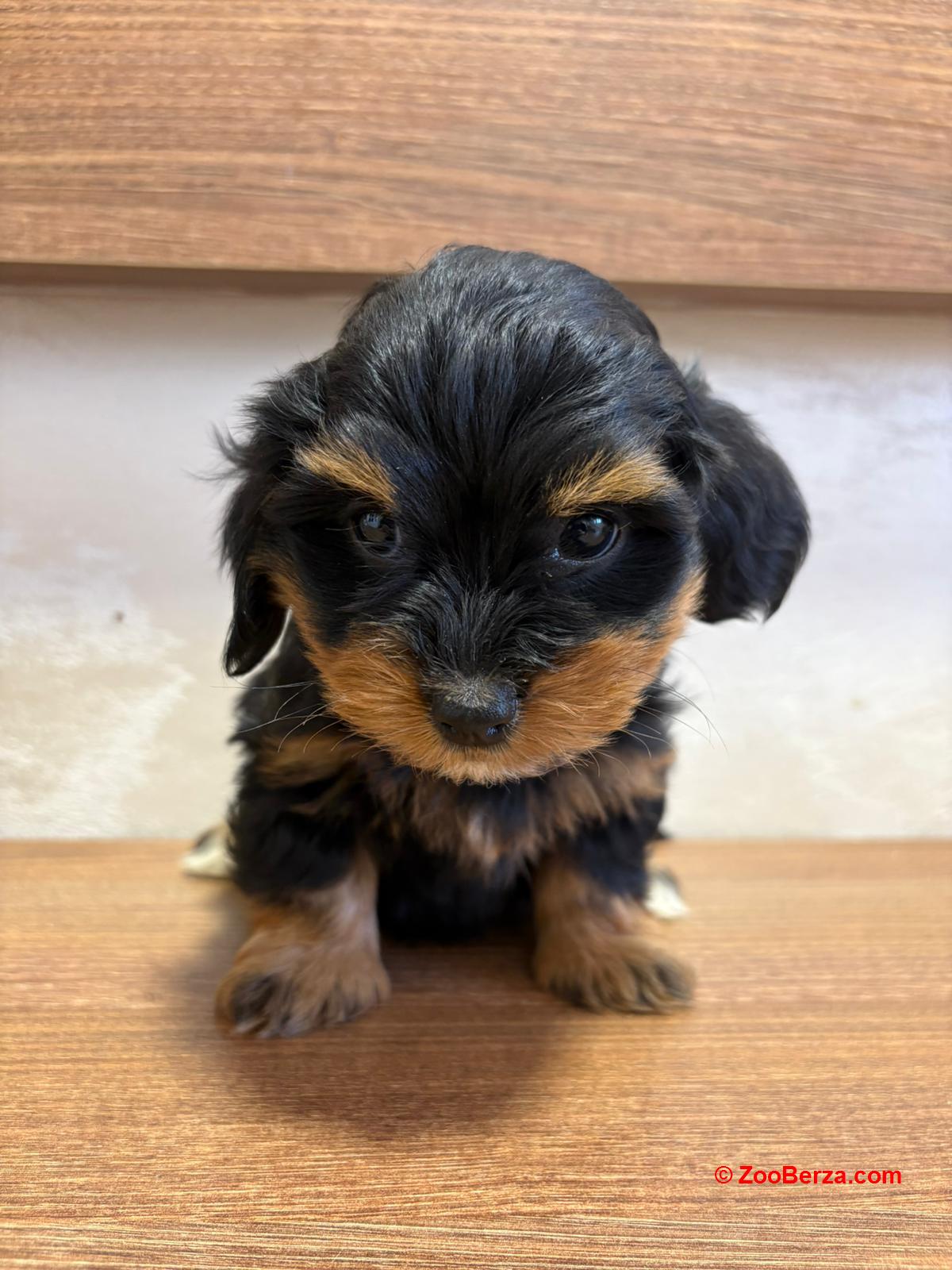 Havanski Bišon prelepi štenci