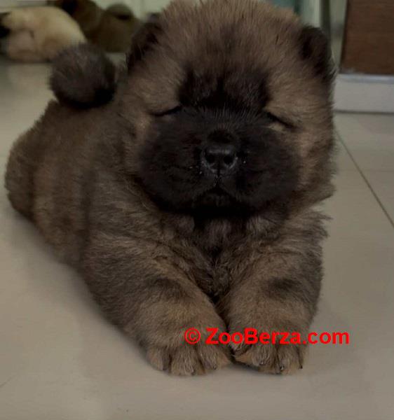 Čistokrvni CHOW-CHOW štenci 