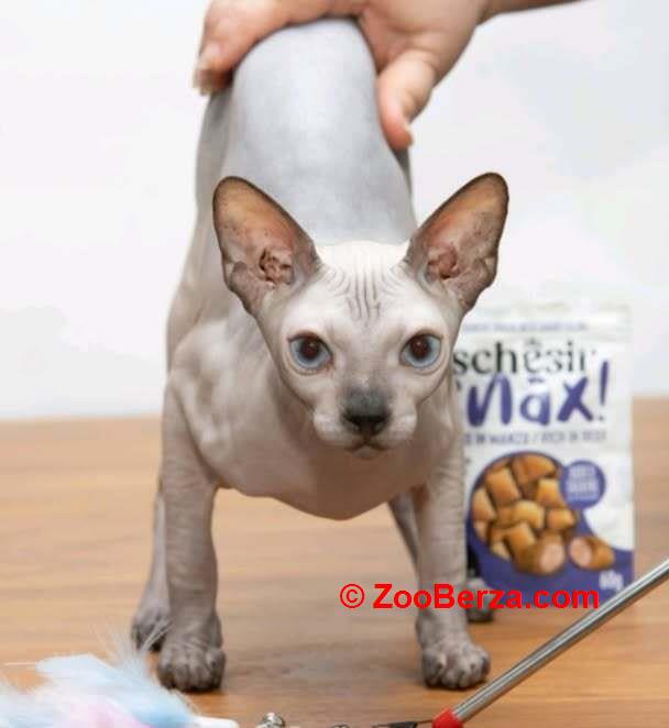 Sphynx mačići