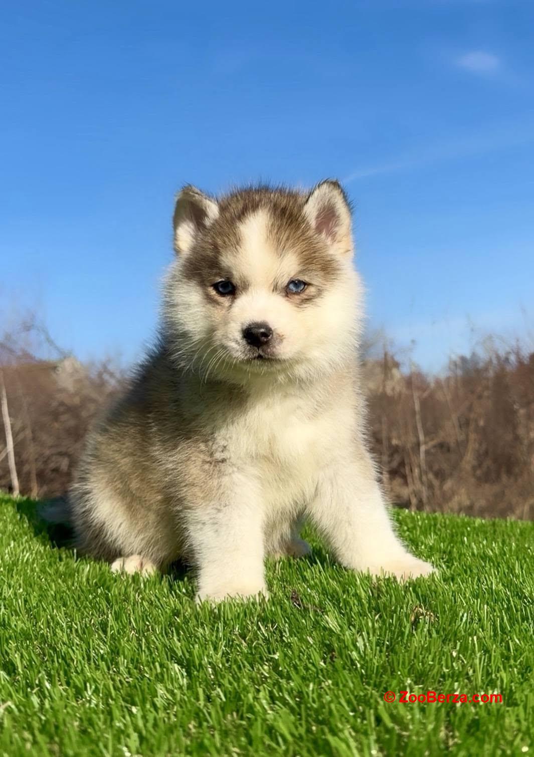 Pomsky-pomski (pomeranac + haski)