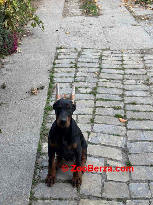 Doberman, žensko štene