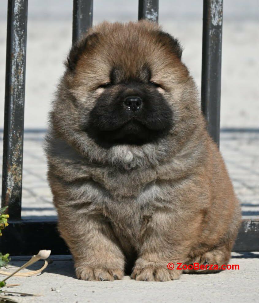 Chow Chow Cau Cau Čau Čau