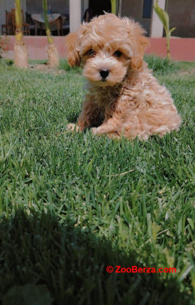 Maltipoo stenci