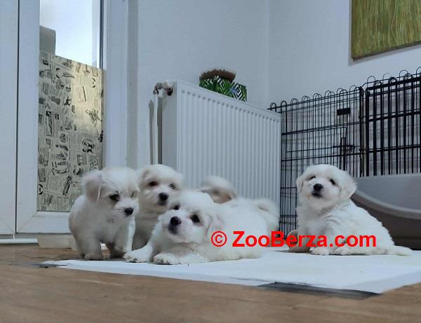 Coton de Tulear 