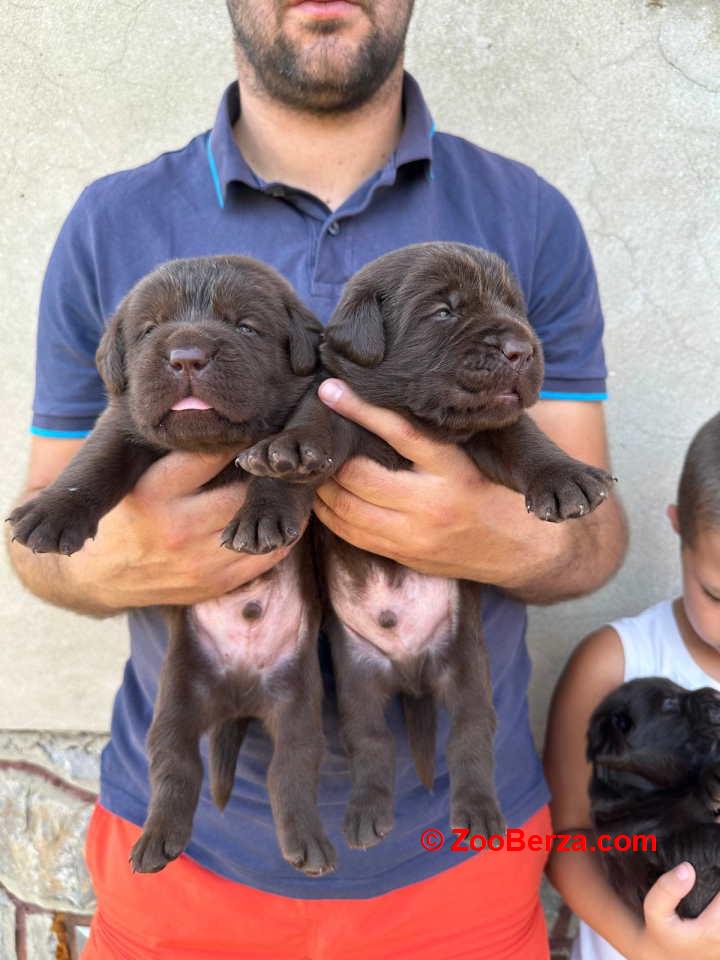 Labrador retriver, vrhunski čokoladni štenci  