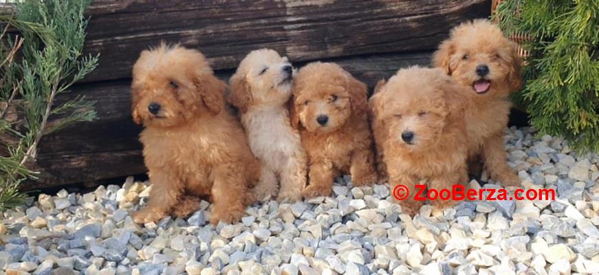 Pudle i maltipoo štenci