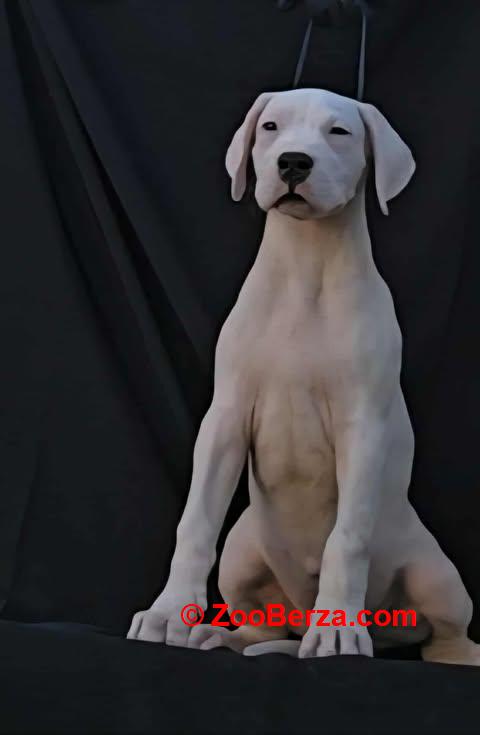 Dogo Argentino ženke