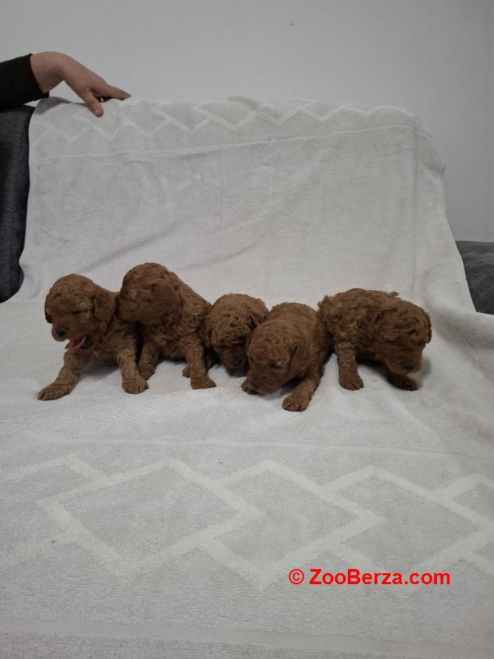 Prodajem patuljaste crvene pudle 