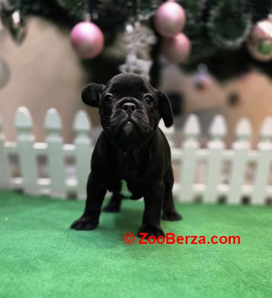 Francuski buldog štenci