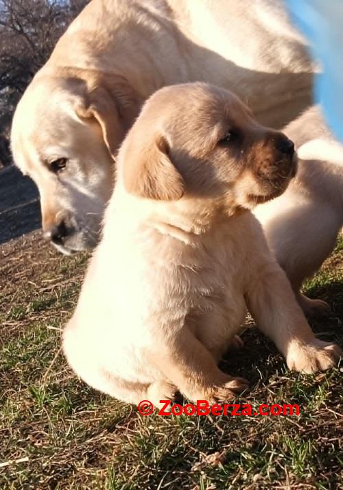 Žuti i crni LABRADOR štenci 