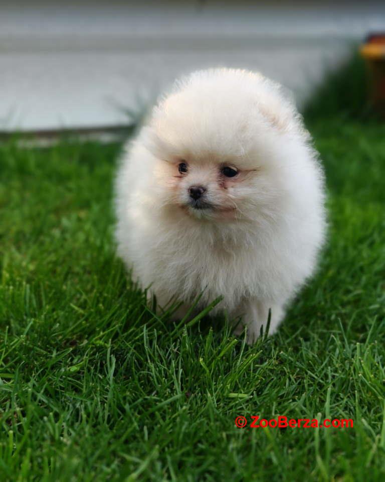 Pomeranski spic  