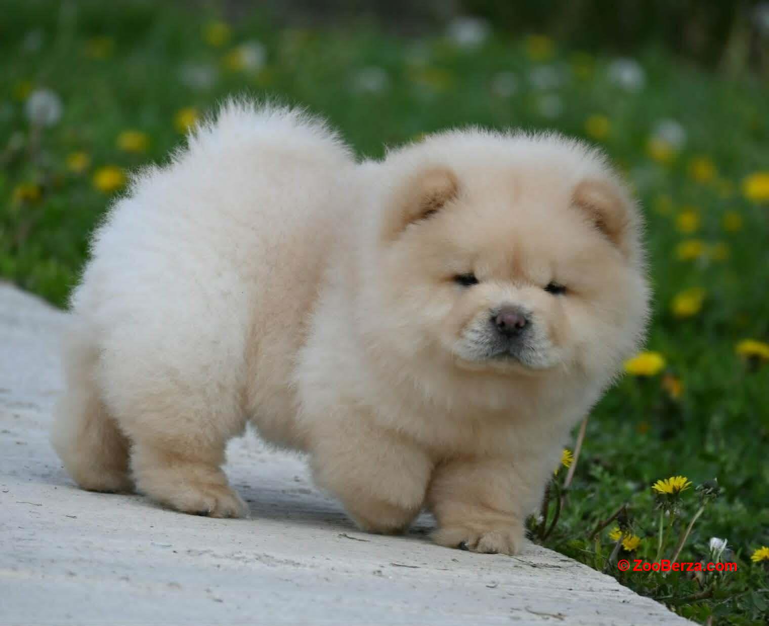 Chow Chow Čau Čau štenci