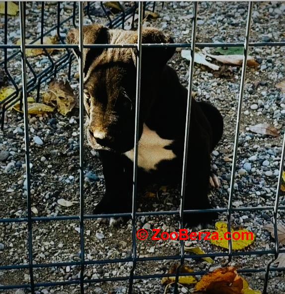 Cane corso, štene -dostava 