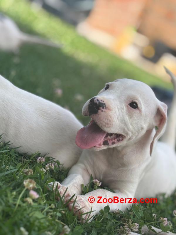 Dogo Argentino štenci