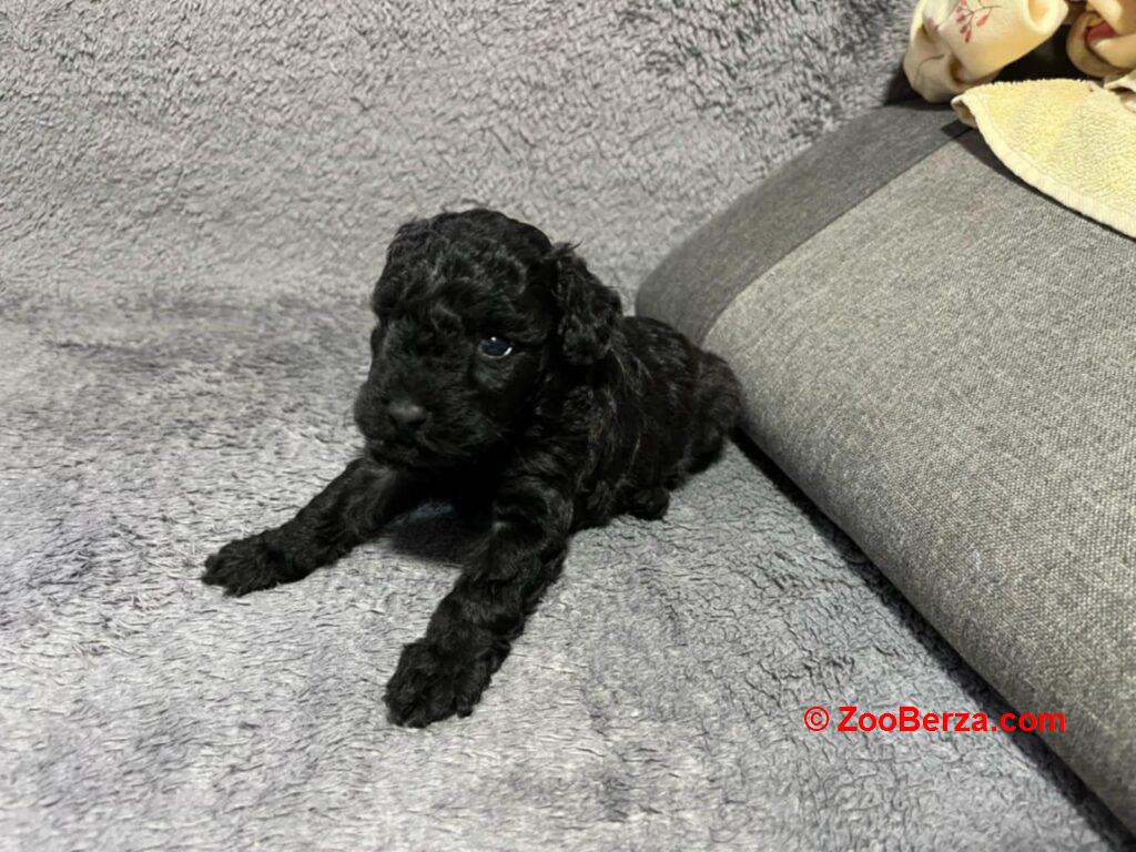 Mini Pudle prelepi štenci