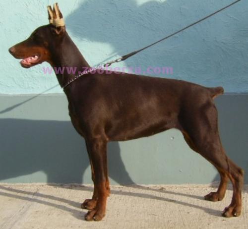 Doberman 2 Ženke - 5,5 Meseci