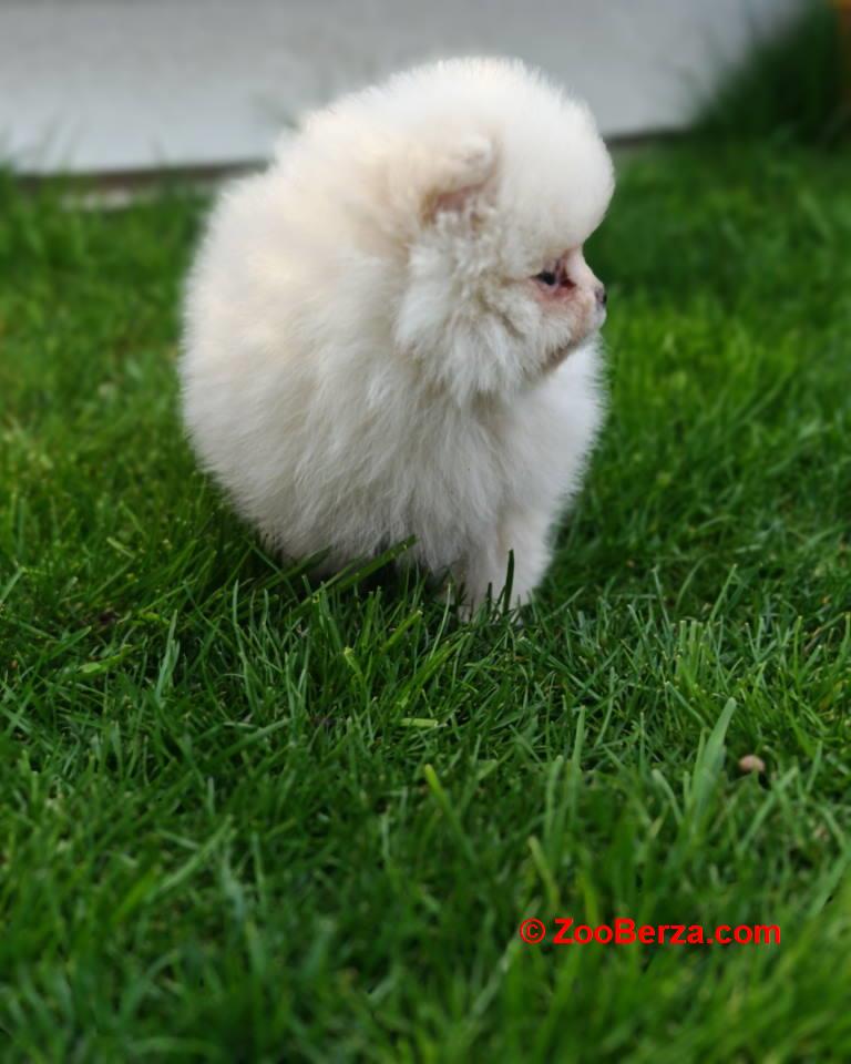 Pomeranski spic  