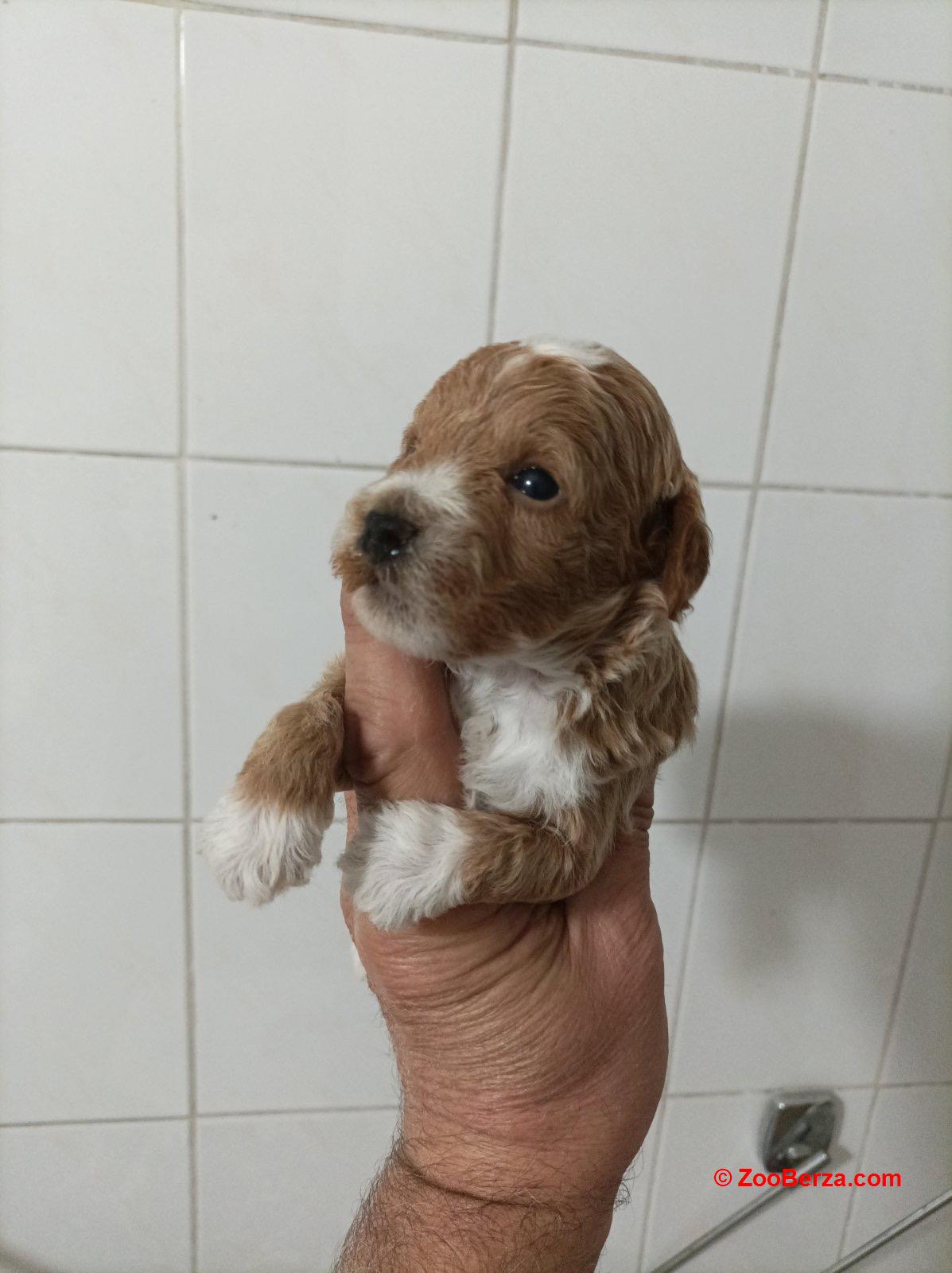Maltipoo prelepi štenci