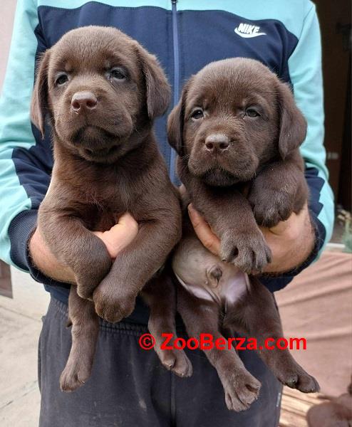 Labrador retriver štenci braon boje 