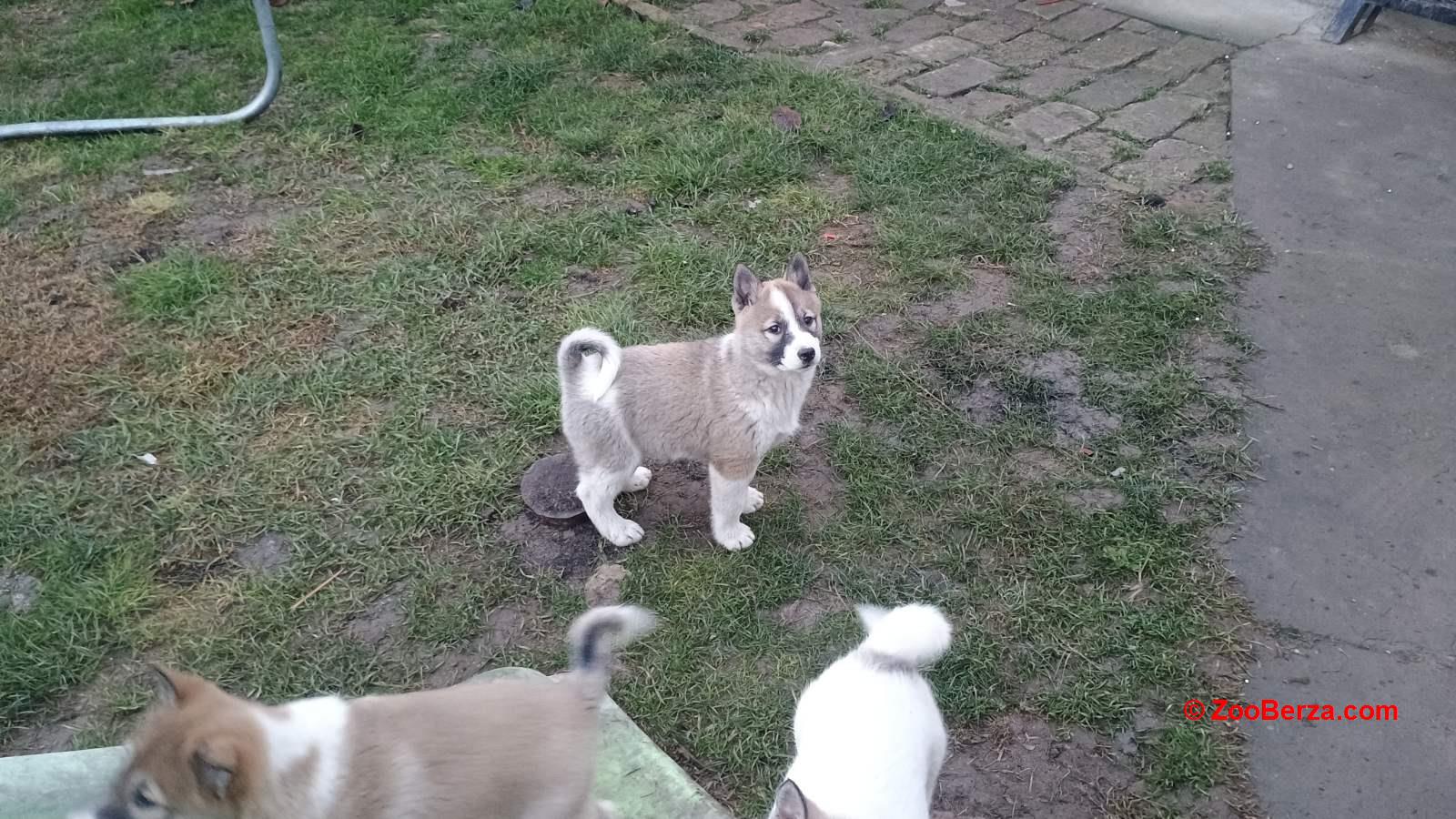 Štenci Zapadno Sibirske Lajke 