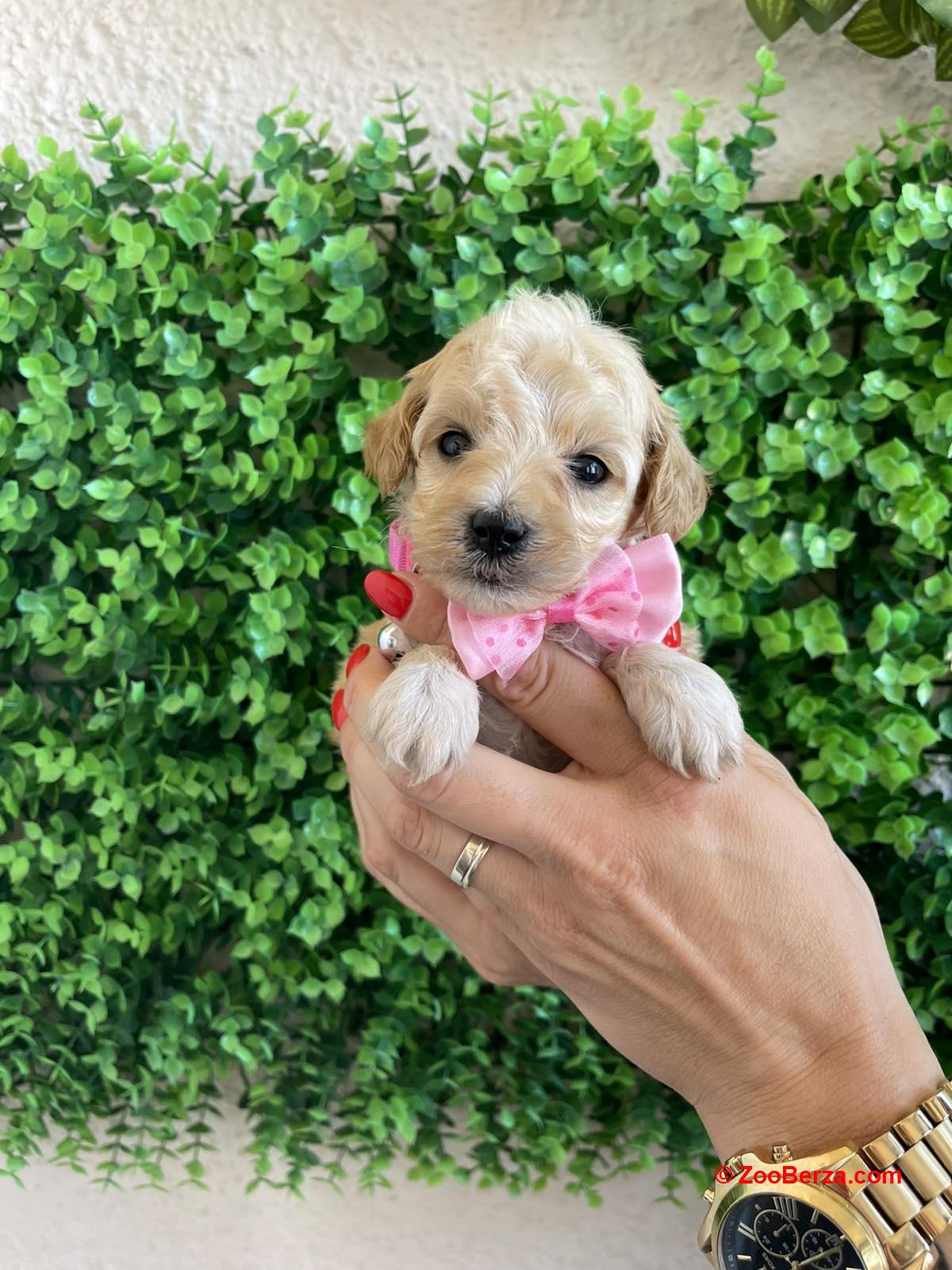 Maltipoo prelepi stenci