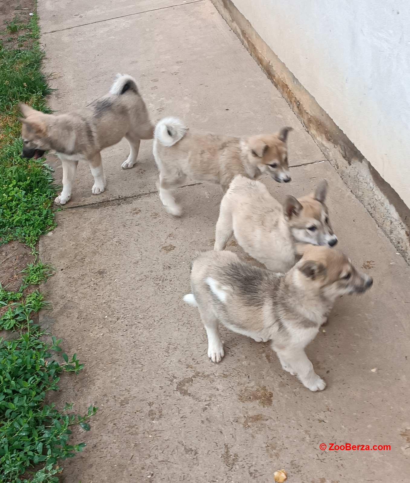 Zapadnosibirska lajka štenci