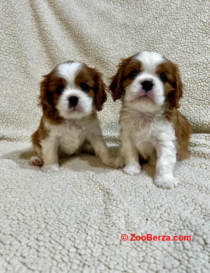 Kavalijer španijel kralja Čarlsa