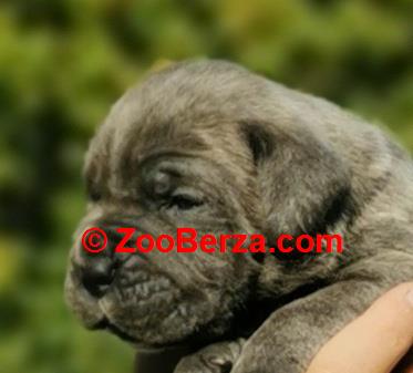 Cane Corso Kane Korso NOVO LEGLO